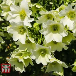 Clematis 'Early Sensation' -Florist Zone CLEM T59407 D