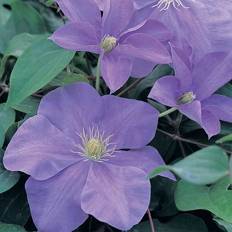 Clematis 'Fujimusume' 1 Clematis 'Fujimusume'