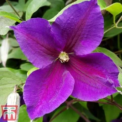 Clematis 'Jackmanii' -Florist Zone CLEM T59415 C