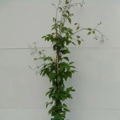 Clematis 'Justa' -Florist Zone CLEM T59416 A h