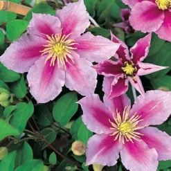 Clematis 'Piilu' -Florist Zone CLEM T59431 A h