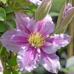 Clematis 'Piilu' -Florist Zone CLEM T59431 B h