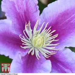 Clematis 'Piilu' -Florist Zone CLEM T59431 E