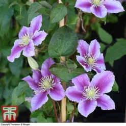 Clematis 'Piilu' -Florist Zone CLEM T59431 G
