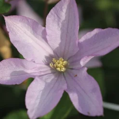 Clematis 'Proteus' -Florist Zone CLEM T59434 B h