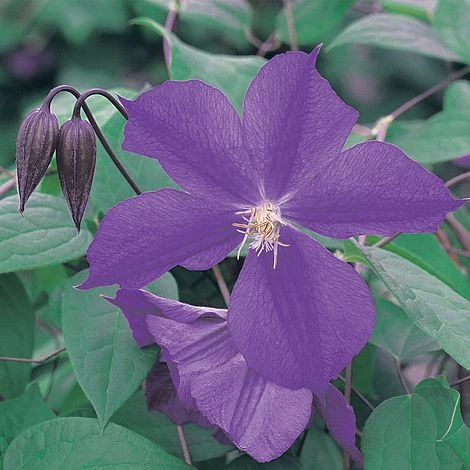 Clematis 'Star Of India' 1 Clematis 'Star Of India'
