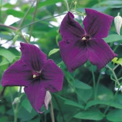 Clematis Viticella 'Polish Spirit' -Florist Zone CLEM T59458 A h