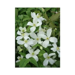 Clematis Montana 'Grandiflora' -Florist Zone CLEM T66150 A h