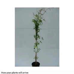 Clematis Montana 'Grandiflora' -Florist Zone CLEM T66150 B h