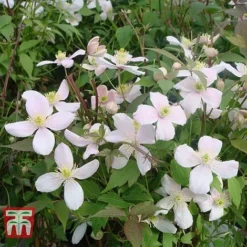 Clematis Montana 'Rubens'