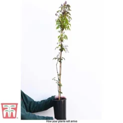 Clematis Montana 'Rubens' -Florist Zone CLEM T66151 C