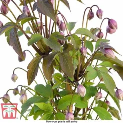 Clematis Montana 'Rubens' -Florist Zone CLEM T66151 D