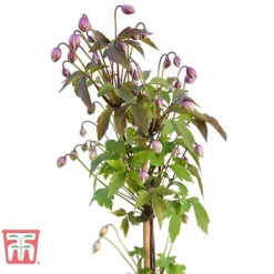 Clematis Montana 'Rubens' -Florist Zone CLEM T66151 E