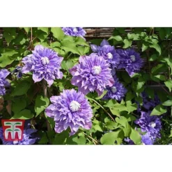 Clematis 'Multi Blue' -Florist Zone CLEM T66153 A