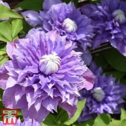 Clematis 'Multi Blue' -Florist Zone CLEM T66153 D