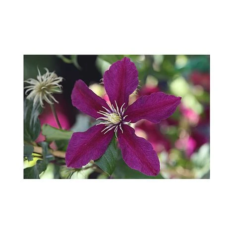 Clematis 'Niobe' 2 Clematis 'Niobe' - Image 2