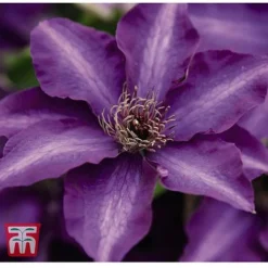 Clematis 'The President' 9 Clematis 'The President' -Florist Zone CLEM T66160 C