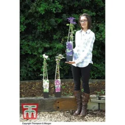 Clematis 'The President' 11 Clematis 'The President' -Florist Zone CLEM T66160 E