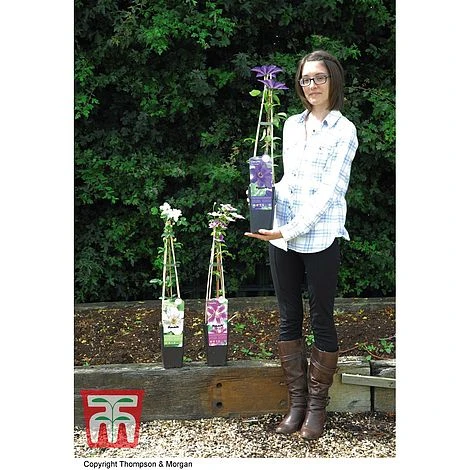 Clematis 'The President' 5 Clematis 'The President' - Image 5