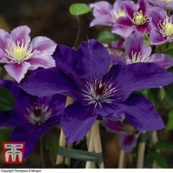 Clematis 'The President' 13 Clematis 'The President' -Florist Zone CLEM T66160 G