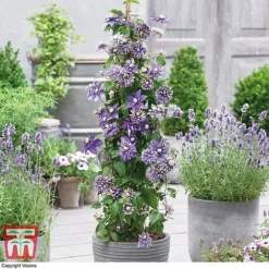 Clematis Florida 'Taiga' -Florist Zone CLEM T71512 B1