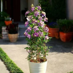 Clematis Florida 'Taiga' -Florist Zone CLEM T71512 B h