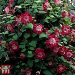 Clematis Avant-Garde™ Evipo033 -Florist Zone CLEM T77107 C