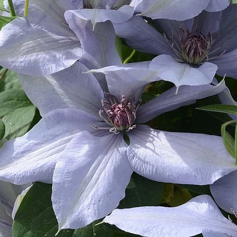 Clematis Bernadine™ Evipo061 1 Clematis Bernadine™ Evipo061