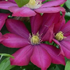 Clematis Bourbon™ Evipo018