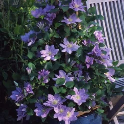 Clematis Cezanne™ Evipo023 -Florist Zone CLEM T77110 C h