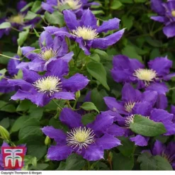 Clematis Chevalier&trade; Evipo040 -Florist Zone CLEM T77113 C