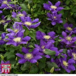 Clematis Chevalier&trade; Evipo040 -Florist Zone CLEM T77113 D