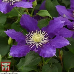 Clematis Chevalier&trade; Evipo040 -Florist Zone CLEM T77113 E