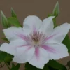 Clematis Corinne™ Evipo063