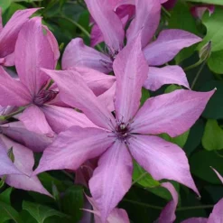 Clematis Patio Collection -Florist Zone CLEM T77122 A h 1