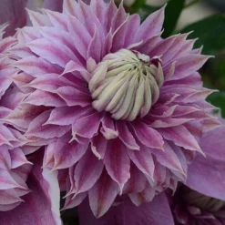 Clematis Josephine™ Evijohill -Florist Zone CLEM T77125 C h