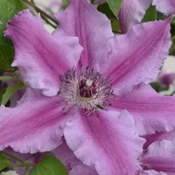 Clematis Ooh La La™ Evipo041