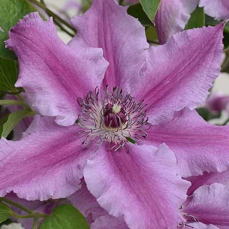 Clematis Ooh La La™ Evipo041 1 Clematis Ooh La La™ Evipo041
