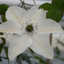 Clematis Pistachio™ Evirida