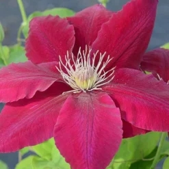 Clematis Rebecca™ Evipo016 5 Clematis Rebecca™ Evipo016 -Florist Zone CLEM T77132 A h