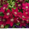 Clematis Rebecca™ Evipo016