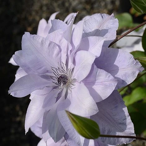 Clematis Reflections™ Evipo035 2 Clematis Reflections™ Evipo035 - Image 2