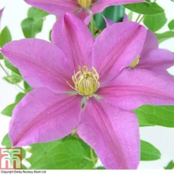 Clematis 'Sally'™ Evipo077 -Florist Zone CLEM T77135 A