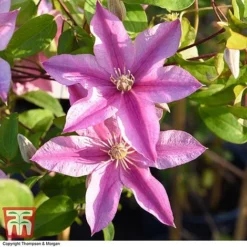 Clematis 'Sally'™ Evipo077 -Florist Zone CLEM T77135 AA