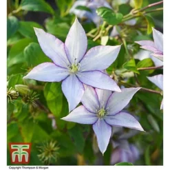 Clematis 'Samaritan Jo'™ Evipo075 16 Clematis 'Samaritan Jo'™ Evipo075 -Florist Zone CLEM T77136 AA