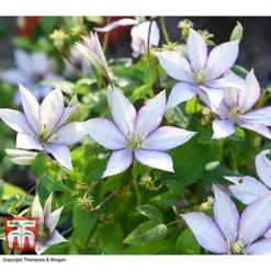 Clematis 'Samaritan Jo'™ Evipo075 17 Clematis 'Samaritan Jo'™ Evipo075 -Florist Zone CLEM T77136 BB