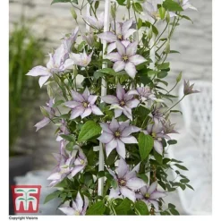 Clematis 'Samaritan Jo'™ Evipo075 18 Clematis 'Samaritan Jo'™ Evipo075 -Florist Zone CLEM T77136 CC
