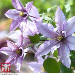 Clematis 'Samaritan Jo'™ Evipo075 12 Clematis 'Samaritan Jo'™ Evipo075 -Florist Zone CLEM T77136 D