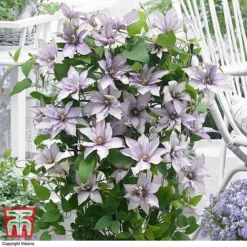 Clematis 'Samaritan Jo'™ Evipo075 19 Clematis 'Samaritan Jo'™ Evipo075 -Florist Zone CLEM T77136 DD