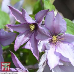Clematis 'Samaritan Jo'™ Evipo075 13 Clematis 'Samaritan Jo'™ Evipo075 -Florist Zone CLEM T77136 E